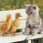 kittenplusducks