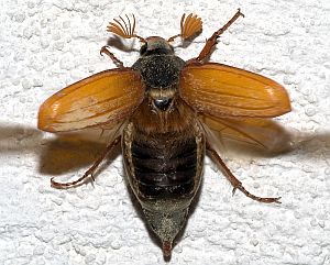 Melolontha_melolontha06